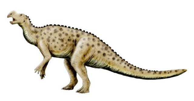 Restoration of Muttaburrasaurus, an early iguanodont