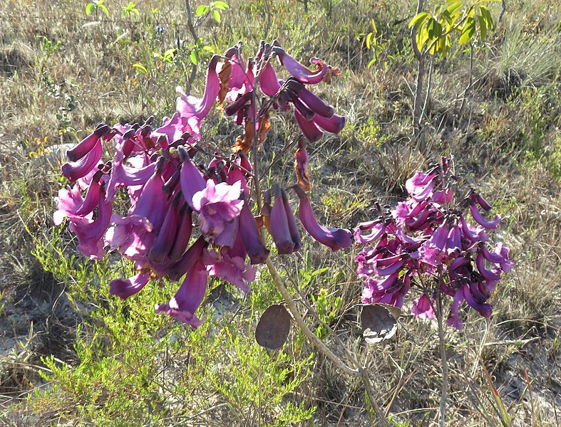 File:Mystery Flower on the Cerrado (20208500183).jpg