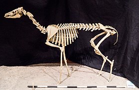 Poebrotherium skeleton