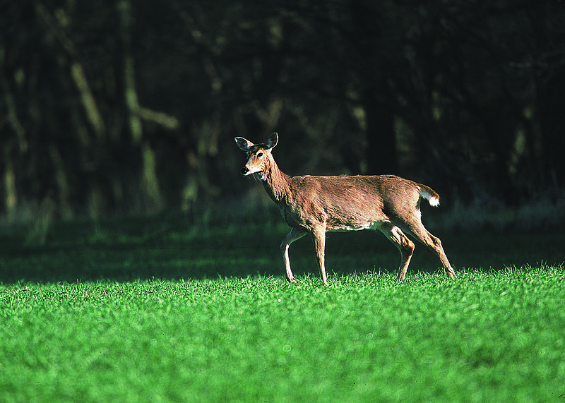 File:NRCSKS02048 - Kansas (4277)(NRCS Photo Gallery).jpg