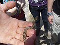 Natrix maura Culebra viperina