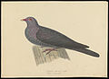 Naturalis Biodiversity Center - Natuurkundige Commissie - Art by Oort, P. van - Bird species - MMNAT01 AF NNM001000177.jpg