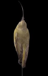 Dossier : Naturalis Biodiversity Center - RMNH.AVES.110022 - Hemignathus ellisianus stejnegeri (Wilson, 1889) - Grand (Kauai) Akialoa - spécimen - video.webm
