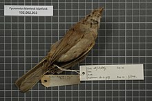 Център за биологично разнообразие Naturalis - RMNH.AVES.27246 2 - Pycnonotus blanfordi blanfordi Jerdon, 1862 - Pycnonotidae - екземпляр от птичи кожи