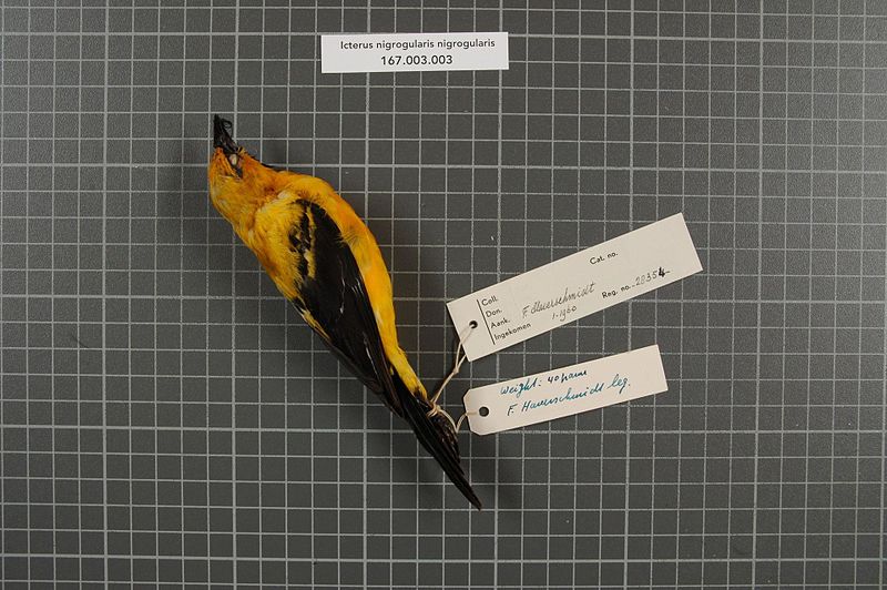 File:Naturalis Biodiversity Center - RMNH.AVES.28354 1 - Icterus nigrogularis nigrogularis (Hahn, 1819) - Icteridae - bird skin specimen.jpeg