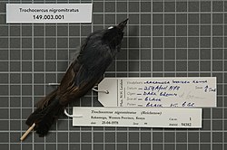 Naturalis Biodiversity Center - RMNH.AVES.94382 1 - Trochocercus nigromitratus (Reichenow, 1874) - Monarchidae - bird skin specimen.jpeg