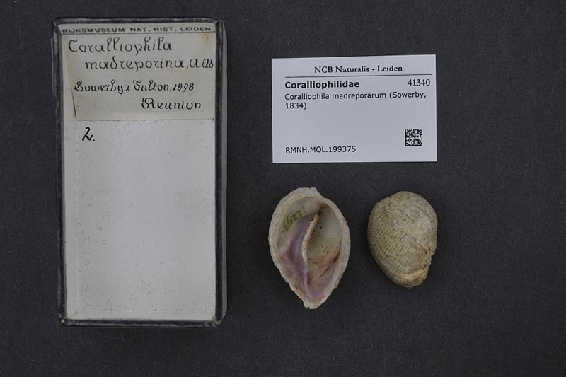 File:Naturalis Biodiversity Center - RMNH.MOL.199375 - Coralliophila madreporarum (Sowerby, 1834) - Coralliophilidae - Mollusc shell.jpeg