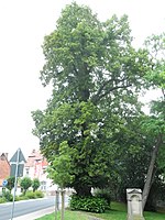 1 linden tree