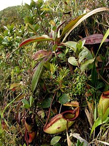 Nepenthes gantungensis growing near the summit of Mount Gantung Nepenthes gantungensis2.jpg