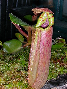 Rinčiuotasis ąsotenis (Nepenthes truncata)