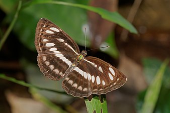 Neptis hylas (Common Sailer)