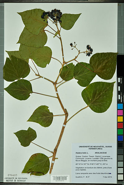 File:Neuchâtel Herbarium - Hedera helix - NEU000088754.jpg