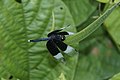 * Nomination Neurothemis tullia-male --Vengolis 04:45, 7 September 2016 (UTC) * Promotion Good quality. --Johann Jaritz 05:41, 7 September 2016 (UTC)