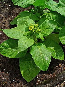 Nicotiana rustica