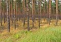 * Nomination Forest in Nature park Schlaubetal, Brandenburg, Germany --A.Savin 14:13, 20 November 2013 (UTC) * Promotion Good quality. --JDP90 18:49, 20 November 2013 (UTC)