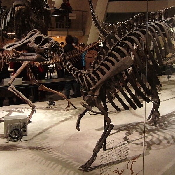 Mount exhibited in Tokyo, Japan at the National Museum of Nature and Science