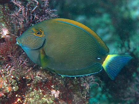 Acanthurus_dussumieri