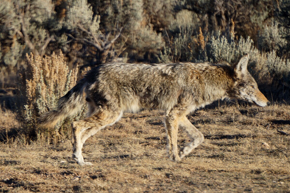 Про степного волка. Canis Latrans mitochondrion койот белый фон.