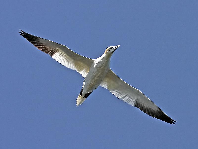 File:Northern-Gannet-9.jpg