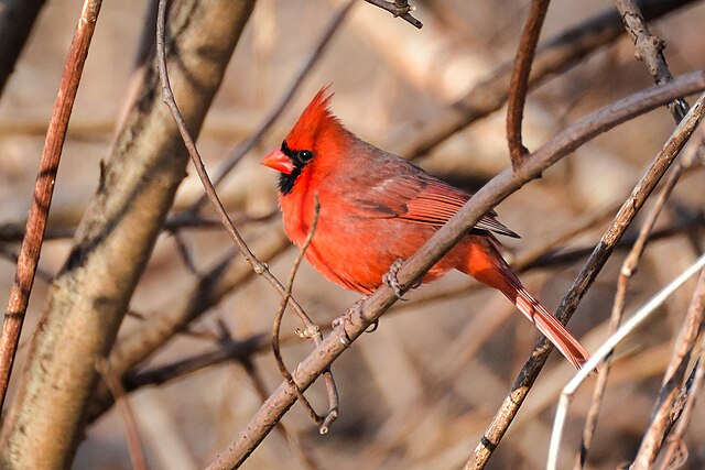 Cardinal bird (male)