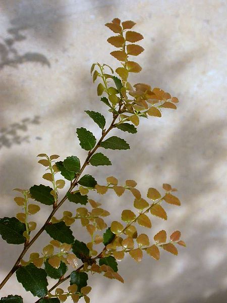 File:Nothofagus cunninghamii.JPG