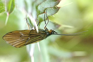 <span class="mw-page-title-main">Limnephiloidea</span> Superfamily of caddisflies