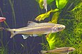 Notropis stilbius