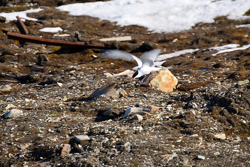 File:Ny-Ålesund 2013 06 07 2324 (10178906703).jpg