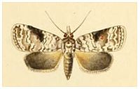 Nycteola mauritia (de Joannis, 1906) .jpg