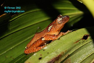 <i>Nyctixalus margaritifer</i> species of amphibian