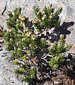 Olearia ledifolia