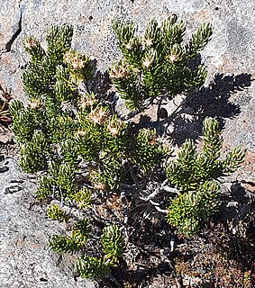 <i>Olearia ledifolia</i> Species of shrub