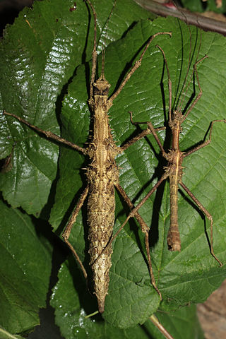 <i>Obrimus</i> (phasmid) Genus of stick insects
