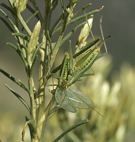 Oecanthus argentinus