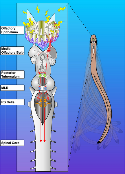 File:Olfactory-locomotor circuitry in lampreys 1.png