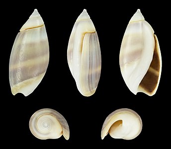 Olivella columellaris