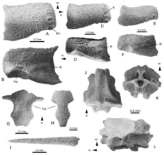 File:Ophiodoris niersteinensis (10.3390-taxonomy2020015) Figure 4.png (Category:Ophionereididae)