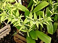 Coelogyne parishii