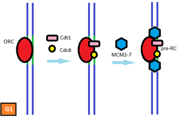 S. cerevisiae origin in the prereplicative state. Assembly of the pre-replicative complex (pre-RC) readies the origin for firing. Origin Licensing.png