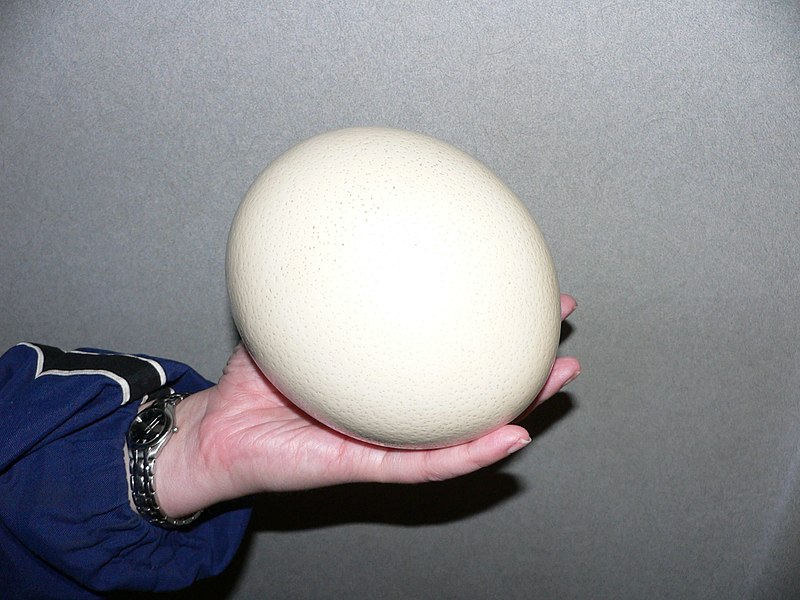 File:Ostrich egg.jpg