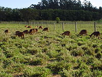 Morada Nova sheep