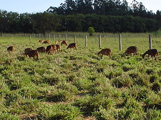 <span class="mw-page-title-main">Morada Nova sheep</span> Breed of sheep