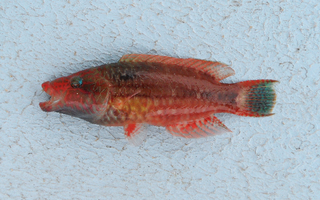 <i>Oxycheilinus mentalis</i> Species of fish
