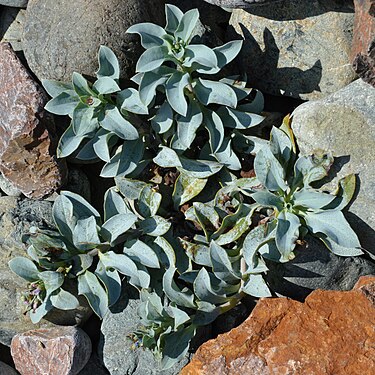 Oysterplant (Mertensia maritima)