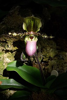 Paph-glaucophyll.jpg