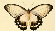 Papilio aegeus femelle, forme claire