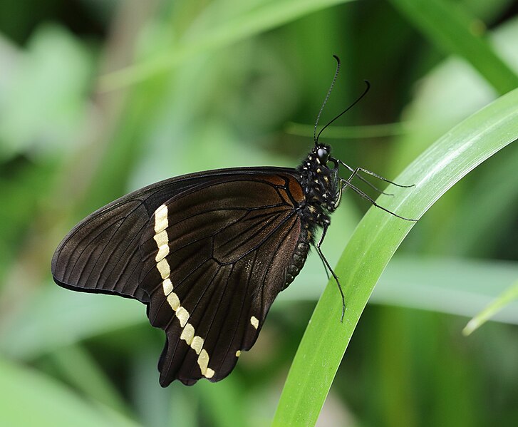 File:Papilio nireus 2018 01 20 1823.jpg