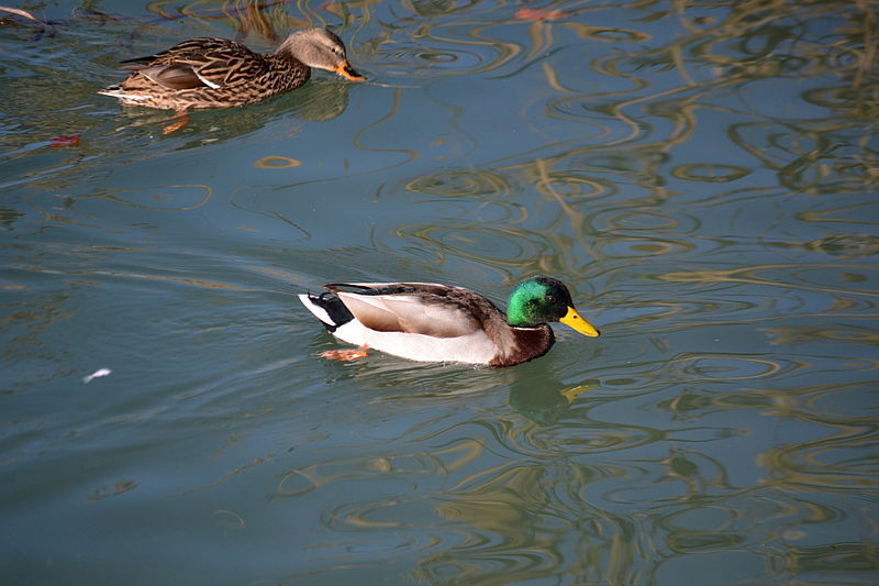 File:Parc del Foix - 6.jpg