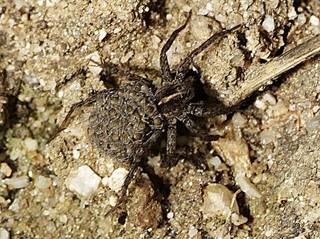 Pardosa monticola ambigua