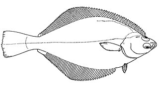 <span class="mw-page-title-main">English sole</span> Species of fish
